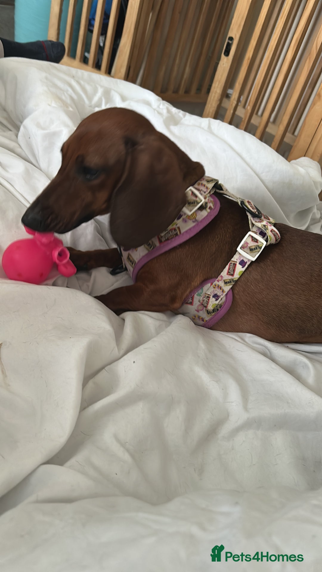 Miniature Dachshund dogs for sale: REHOMING MINIATURE DACHSHUND  - Image 3