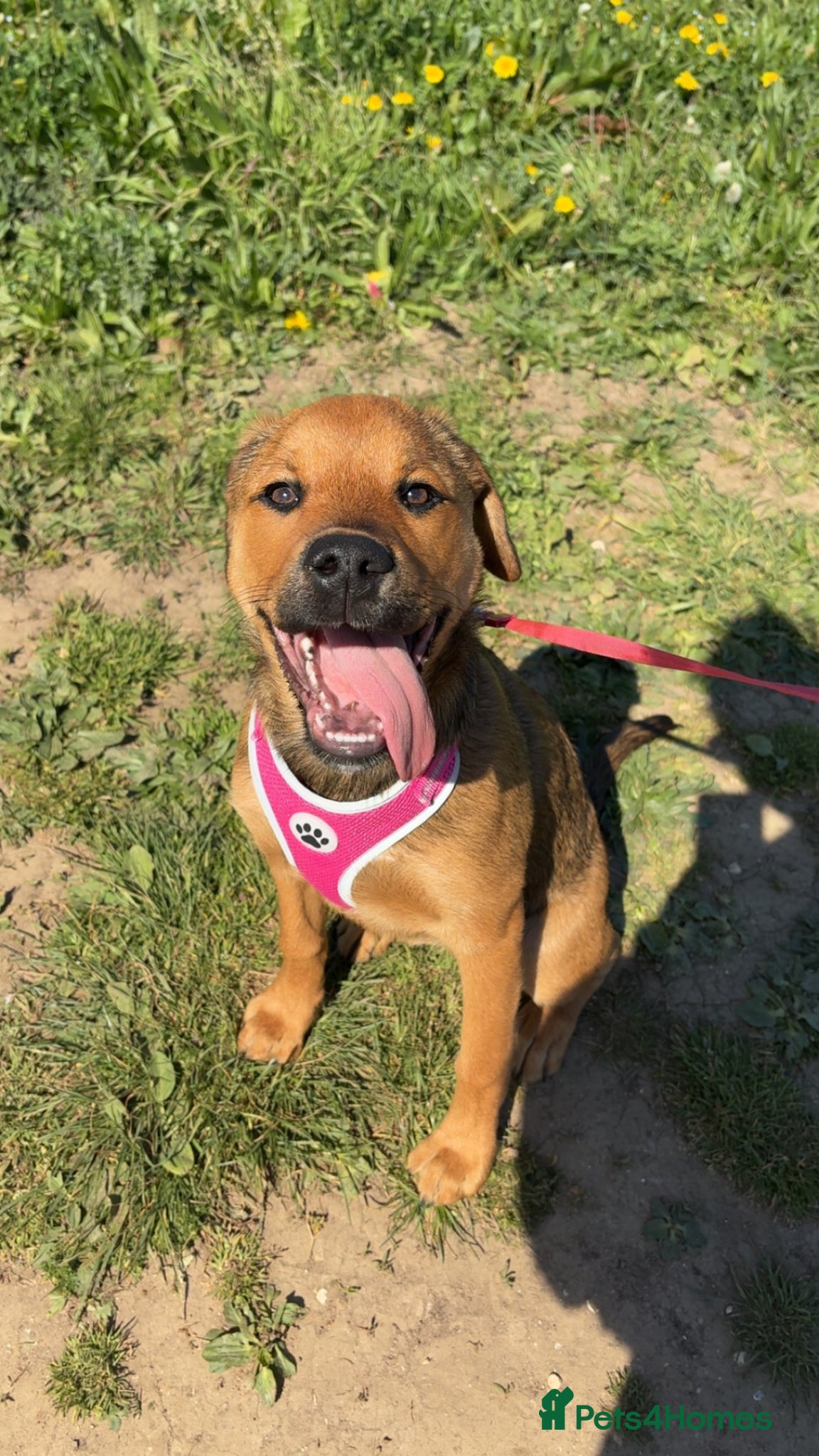 Mixed Breed dogs for sale: Skye our Rottweiler mixed female puppy - Advert 1