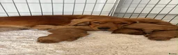 Cockapoo dogs for sale: F1 Cockerpoo Puppies  - Advert 2