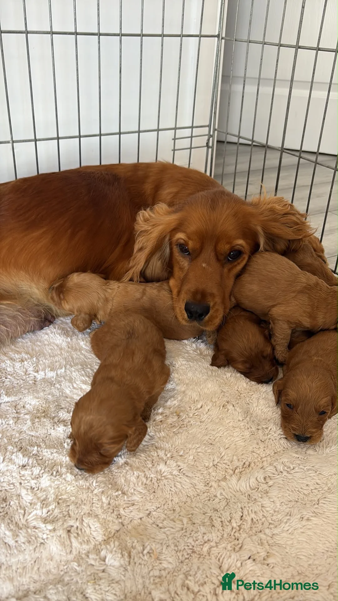 Cockapoo dogs for sale: F1 Cockerpoo Puppies  - Advert 2