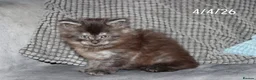 Maine Coon cats for sale: XL Polydactyl Black Smoke Maine Coon - Advert 16