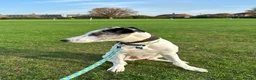 Lurcher dogs for stud: Handsome lurcher available for stud  - Advert 10