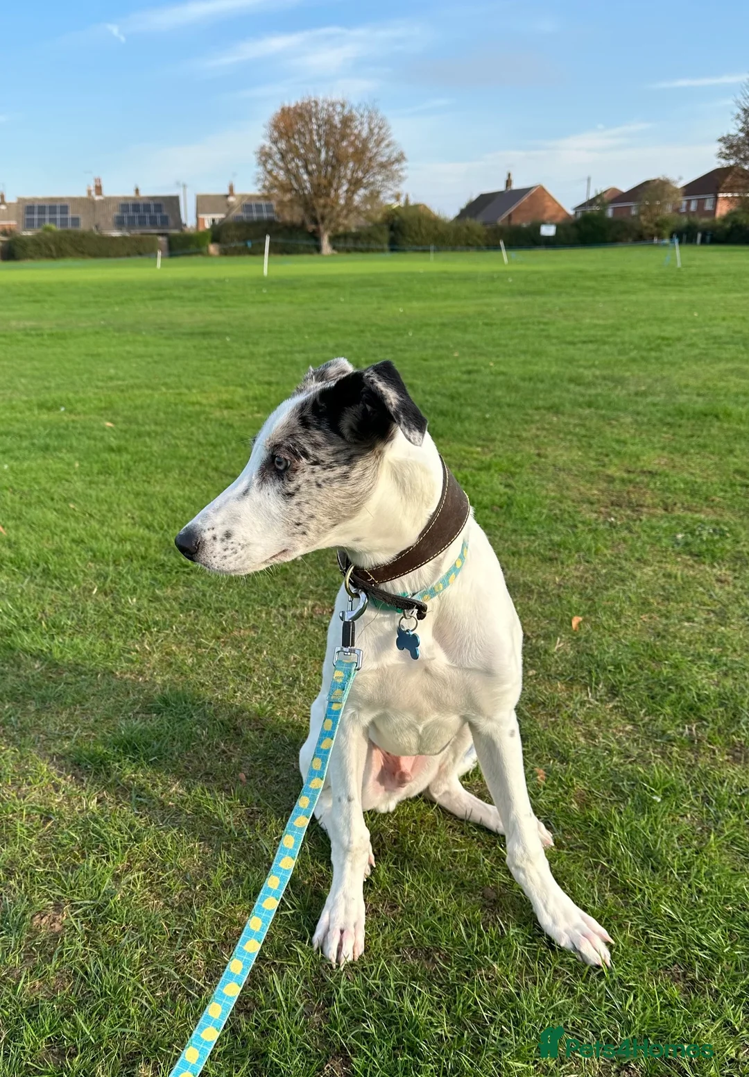 Lurcher dogs for stud: Handsome lurcher available for stud  - Advert 10