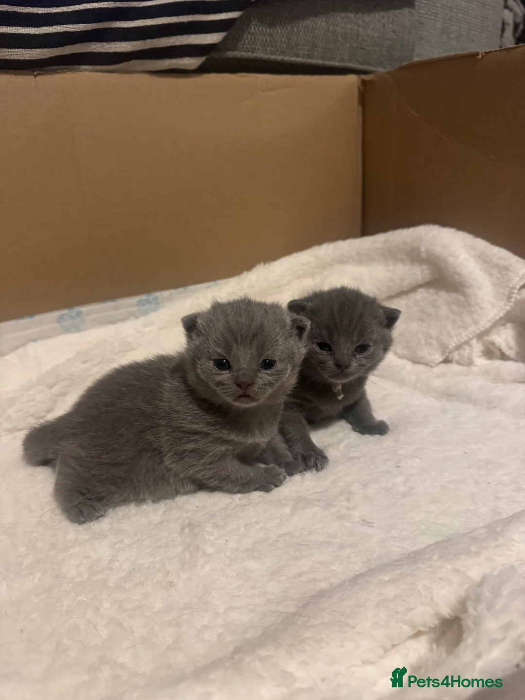 Scottish Fold cats for sale: Scottish Fold kittens  in Dunfermline - Advert 2