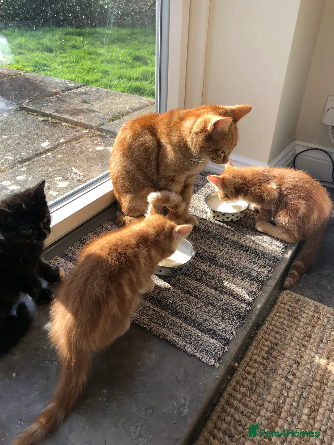 Mixed Breed cats for sale: Gorgeous orange tabby and tortoiseshell kittens - Advert 2