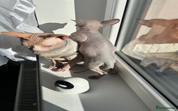 Sphynx cats for sale: Amazing boy. - Image 7