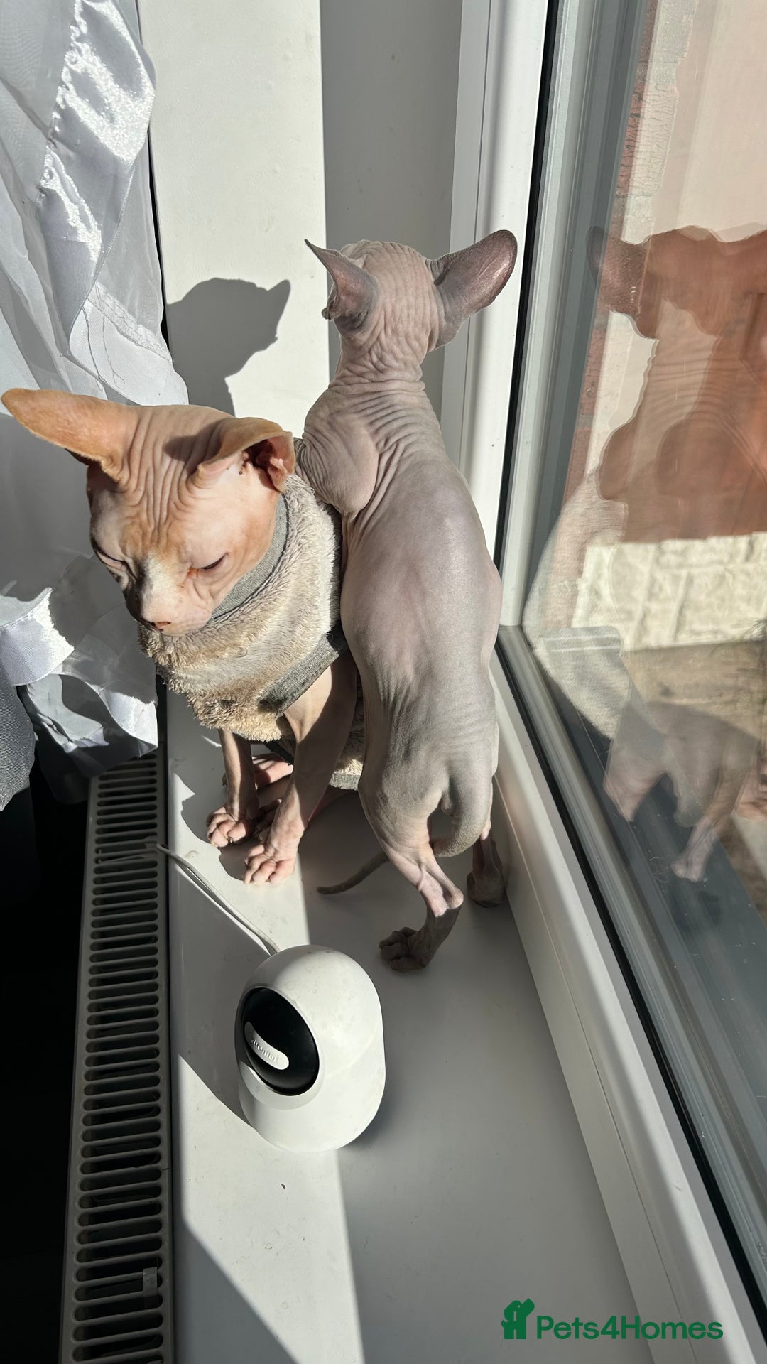 Sphynx cats for sale: Amazing boy. - Image 7