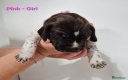 German Shorthaired Pointer dogs for sale: German Shorthaired Pointer/Irish Setter-Poinsetter - Image 17