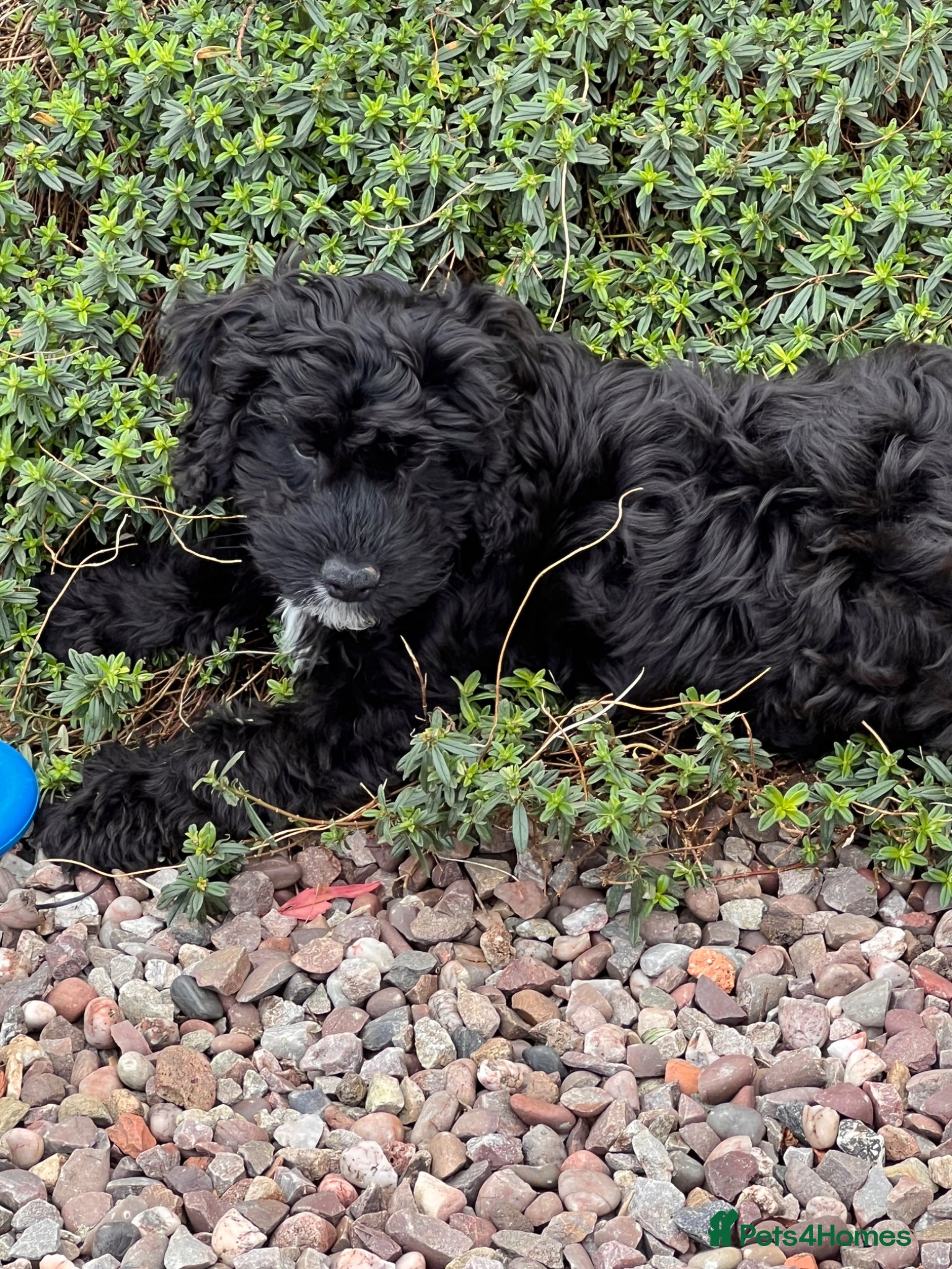 Cockapoo dogs 11 wk old cockerpoo male - Advert 1