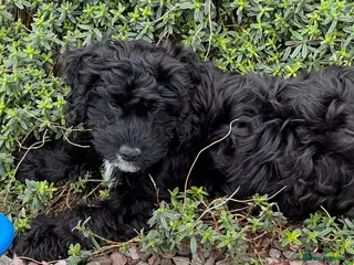 Cockapoo dogs 11 wk old cockerpoo male - Advert 4