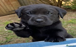 Labrador Retriever dogs for sale: Confident, Clever KC Labrador Puppy - Image 4