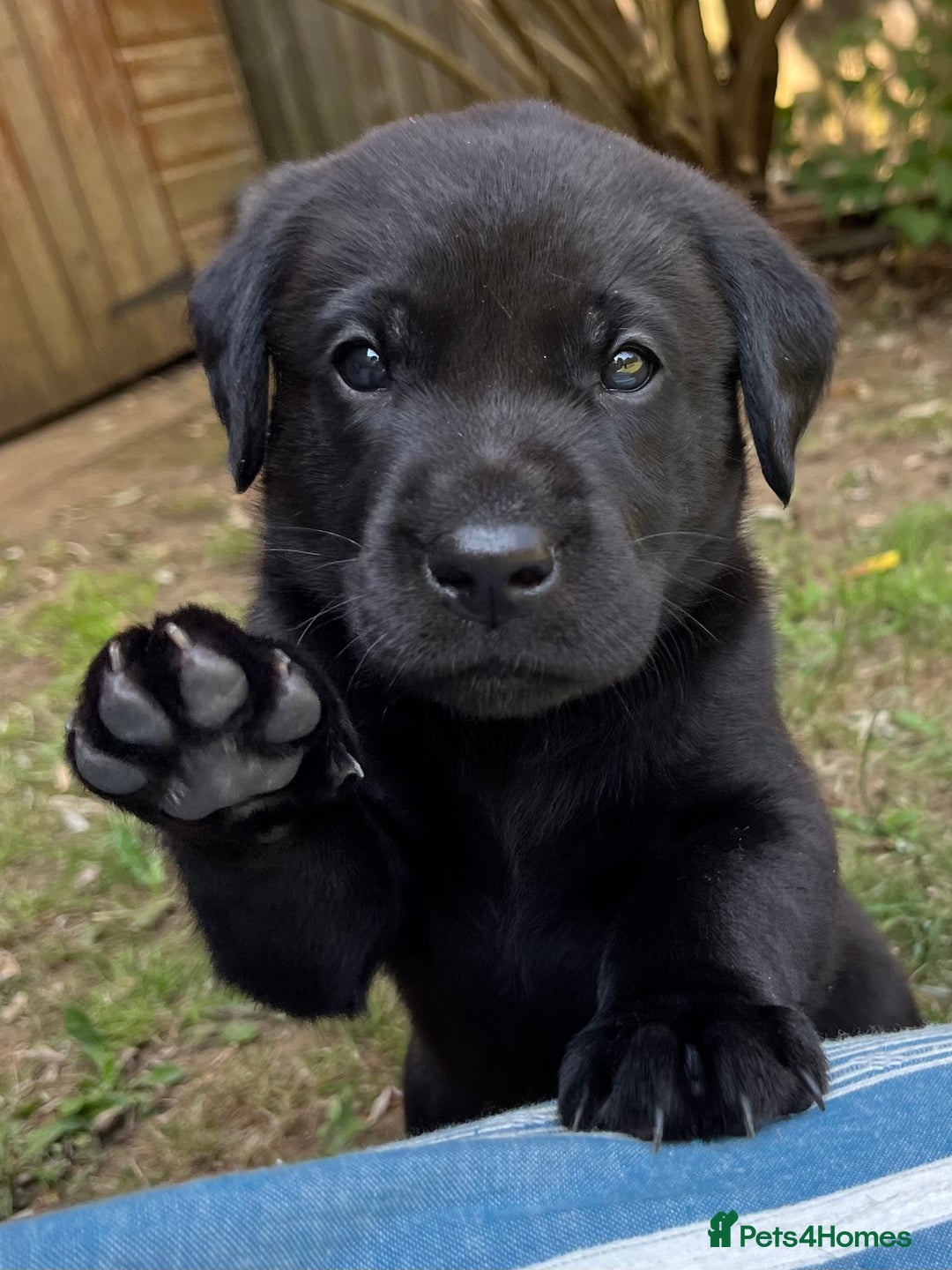 Labrador Retriever dogs for sale: Confident, Clever KC Labrador Puppy - Image 4
