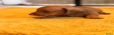 Miniature Dachshund Puppy 2