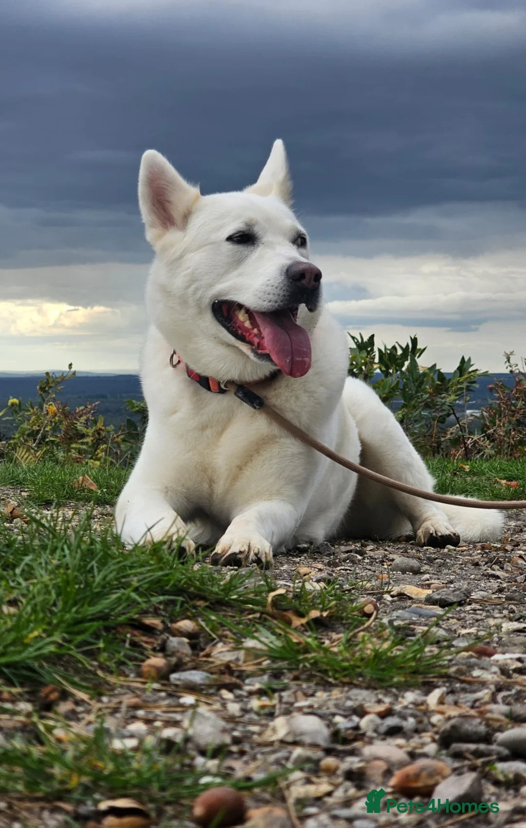 Huskita dogs for sale: Bella ❤️ - Advert 1