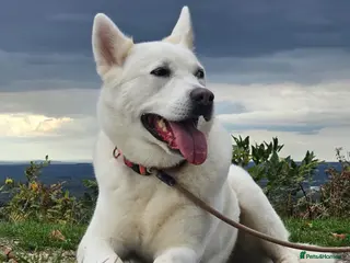 Huskita dogs Bella ❤️ - Advert 1