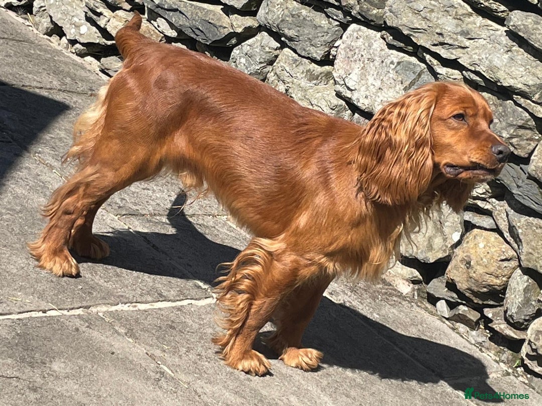 Cocker Spaniel dogs for sale: 7 Cocker Spaniel Puppies. 💙💙💙💙🩷🩷🩷 - Image 7