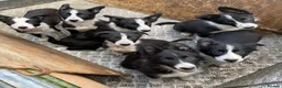 Border Collie dogs for sale: 6 adorable border collie pups in Bala - Advert 9