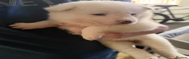 Akita Puppy 5