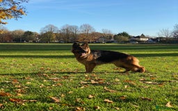 German Shepherd dogs for sale: Kc-registered German shepards puppies for sale - Image 24