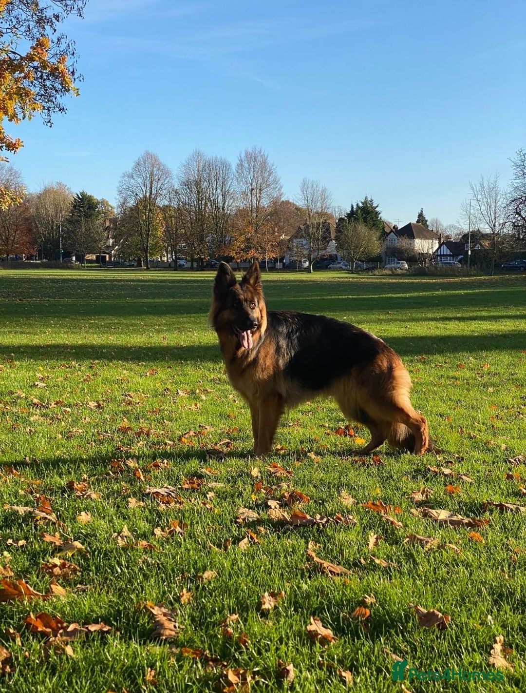 German Shepherd dogs for sale: Kc-registered German shepards puppies for sale - Image 24