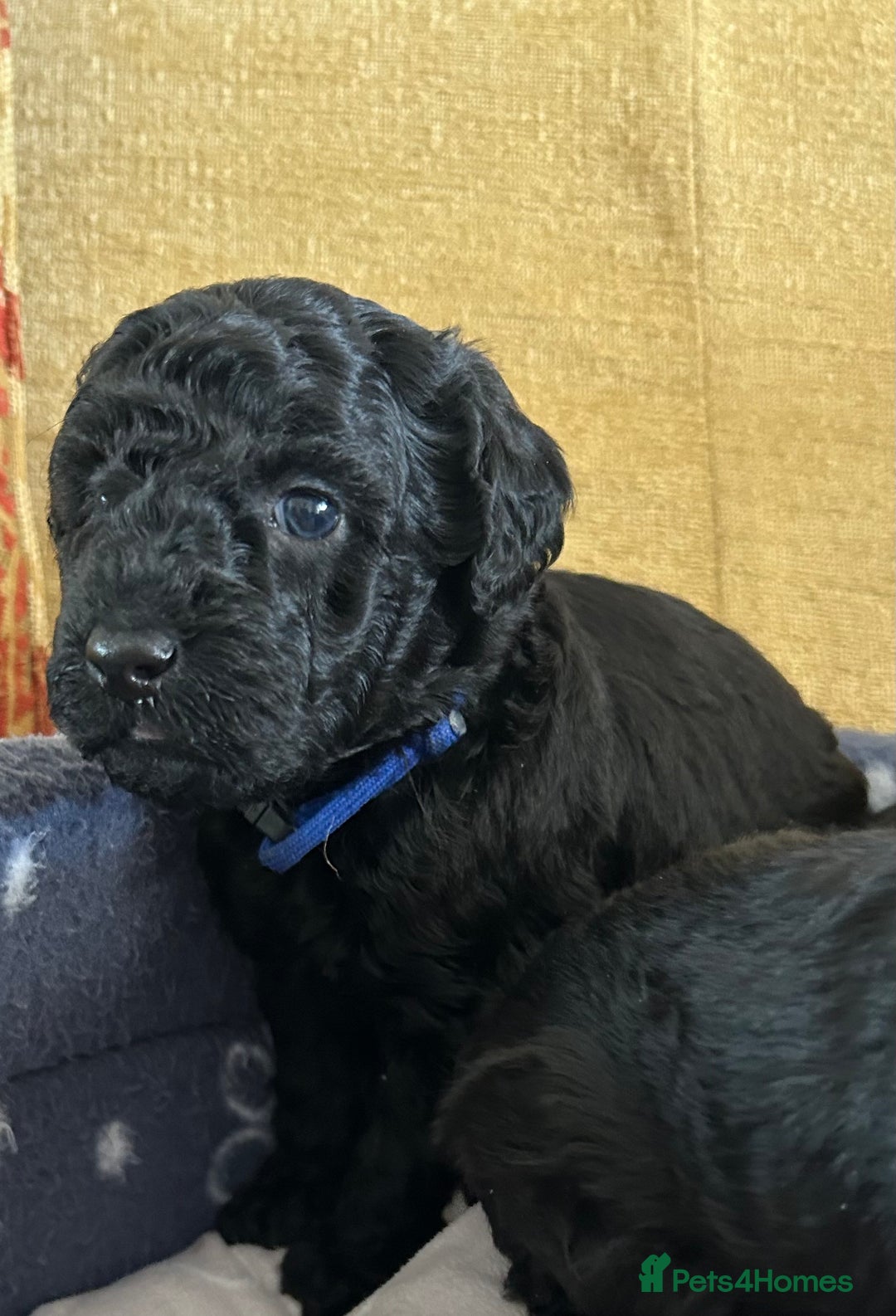 Miniature Poodle dogs for sale: Miniature Poodle Puppies  - Image 10