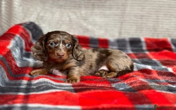 Miniature Dachshund dogs for sale: STUNNING CHOCOLATE DAPPLE LONG HAIRED BOY - Image 1