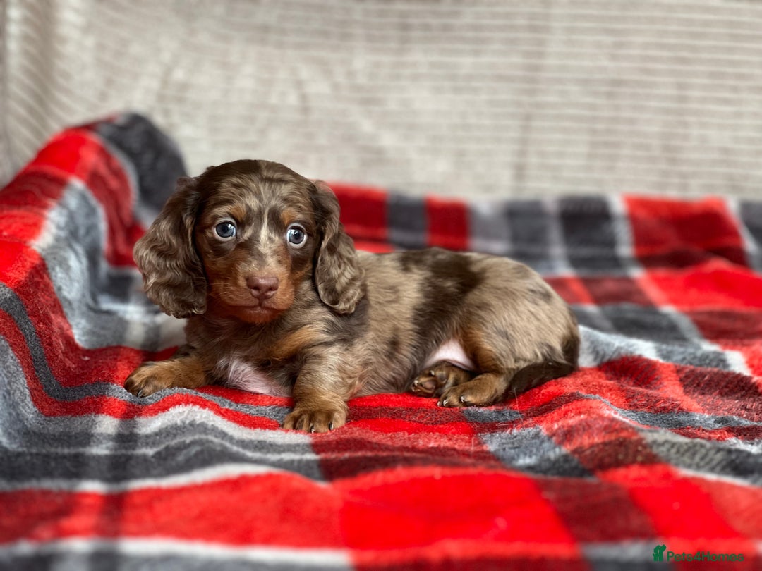 Miniature Dachshund dogs for sale: STUNNING CHOCOLATE DAPPLE LONG HAIRED BOY - Image 1