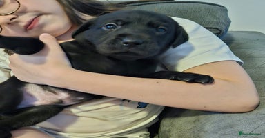 Labrador Retriever dogs - Advert 4