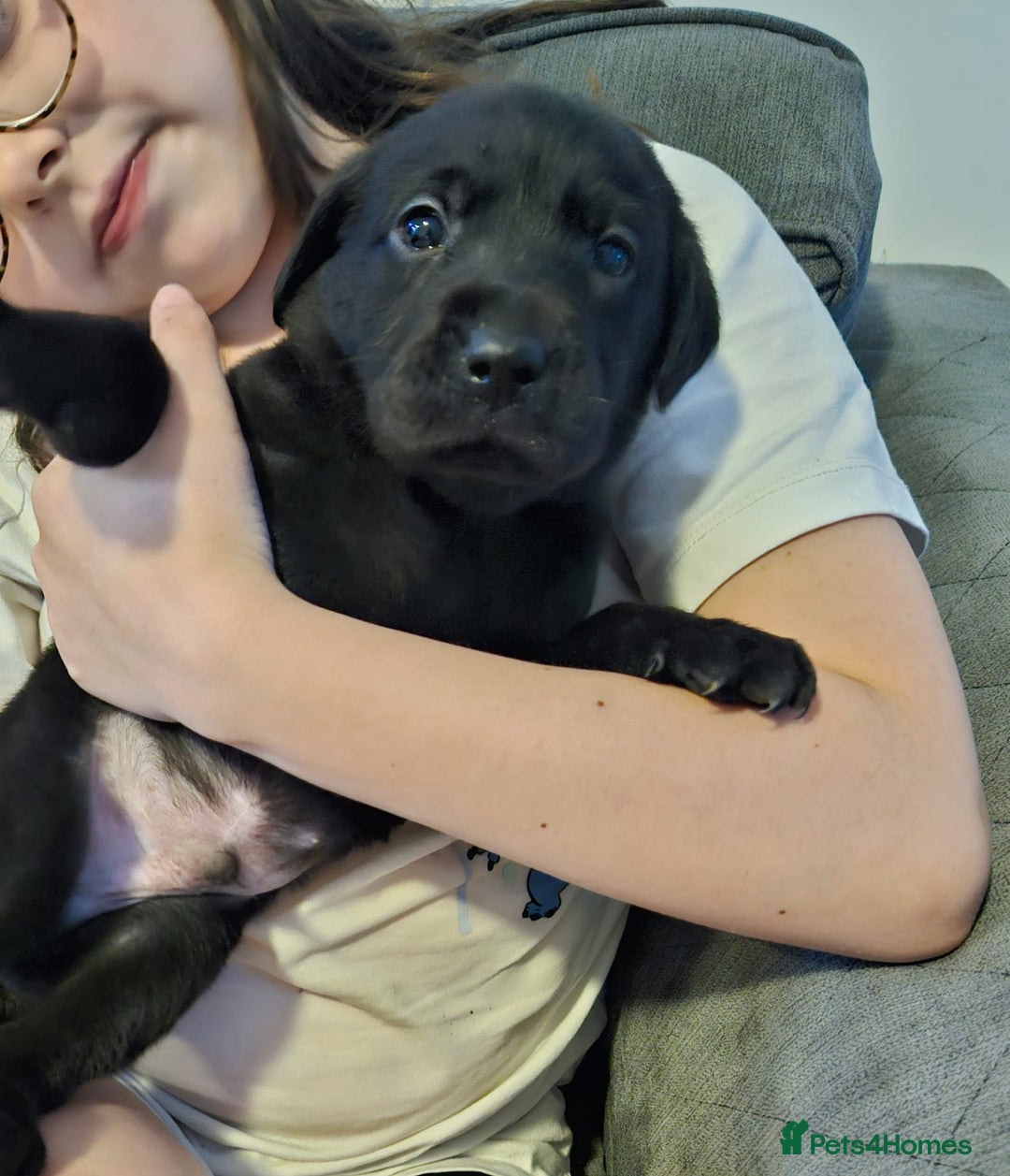 Labrador Retriever dogs for sale: Chunky Family Labrador Puppies  - Image 2