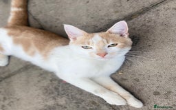 Mixed Breed cats for sale: Ginger cat - Moro - Image 8