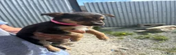 Mixed Breed dogs for sale: Lovely Border Collie x Australian Kelpie Pups   in Llanrwst - Advert 6