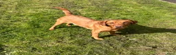 Labrador Retriever dogs for sale: Pedigree Red Labrador Puppies  - Advert 1