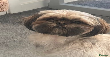 Shih Tzu dogs - Advert 6