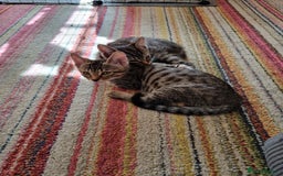 Mixed Breed cats for sale: Last 2 beautiful short-haired male tabby kittens. - Image 9
