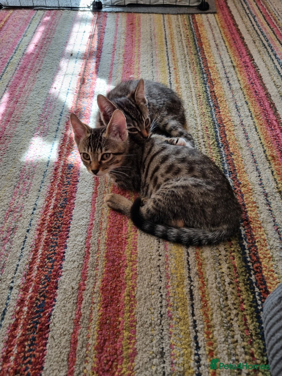 Mixed Breed cats for sale: Last 2 beautiful short-haired male tabby kittens. - Image 9