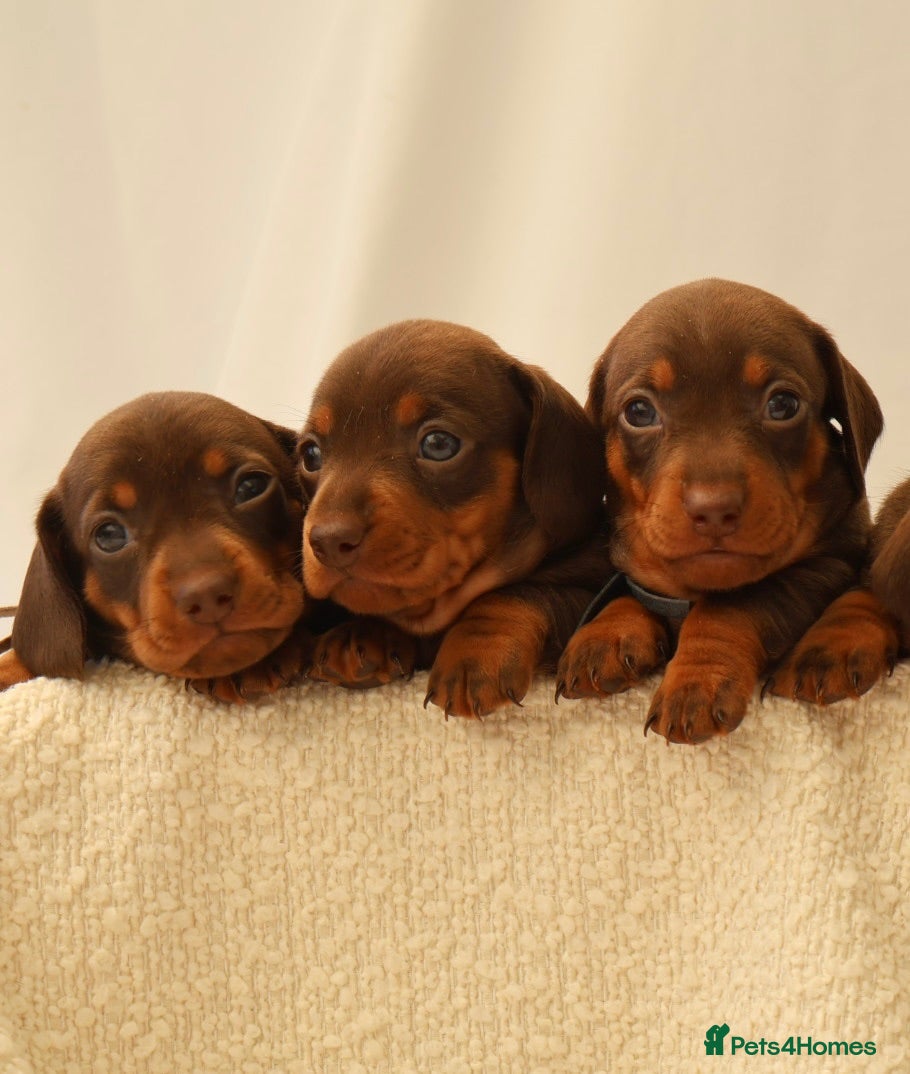 Miniature Dachshund dogs KC HEALTH TESTED MINIATURE DACHSHUNDS- LICENSED  - Advert 2