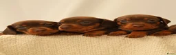 Miniature Dachshund dogs for sale: KC HEALTH TESTED MINIATURE DACHSHUNDS- LICENSED  - Advert 2