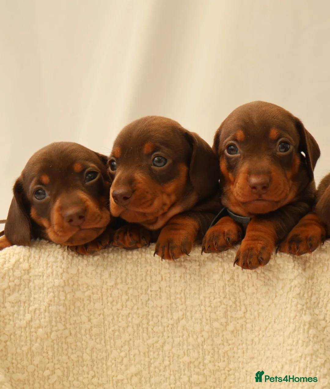 Miniature Dachshund dogs for sale: KC HEALTH TESTED MINIATURE DACHSHUNDS- LICENSED  - Advert 2