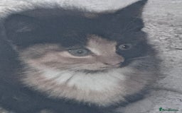 Mixed Breed cats for sale: cute kittens  - Image 14