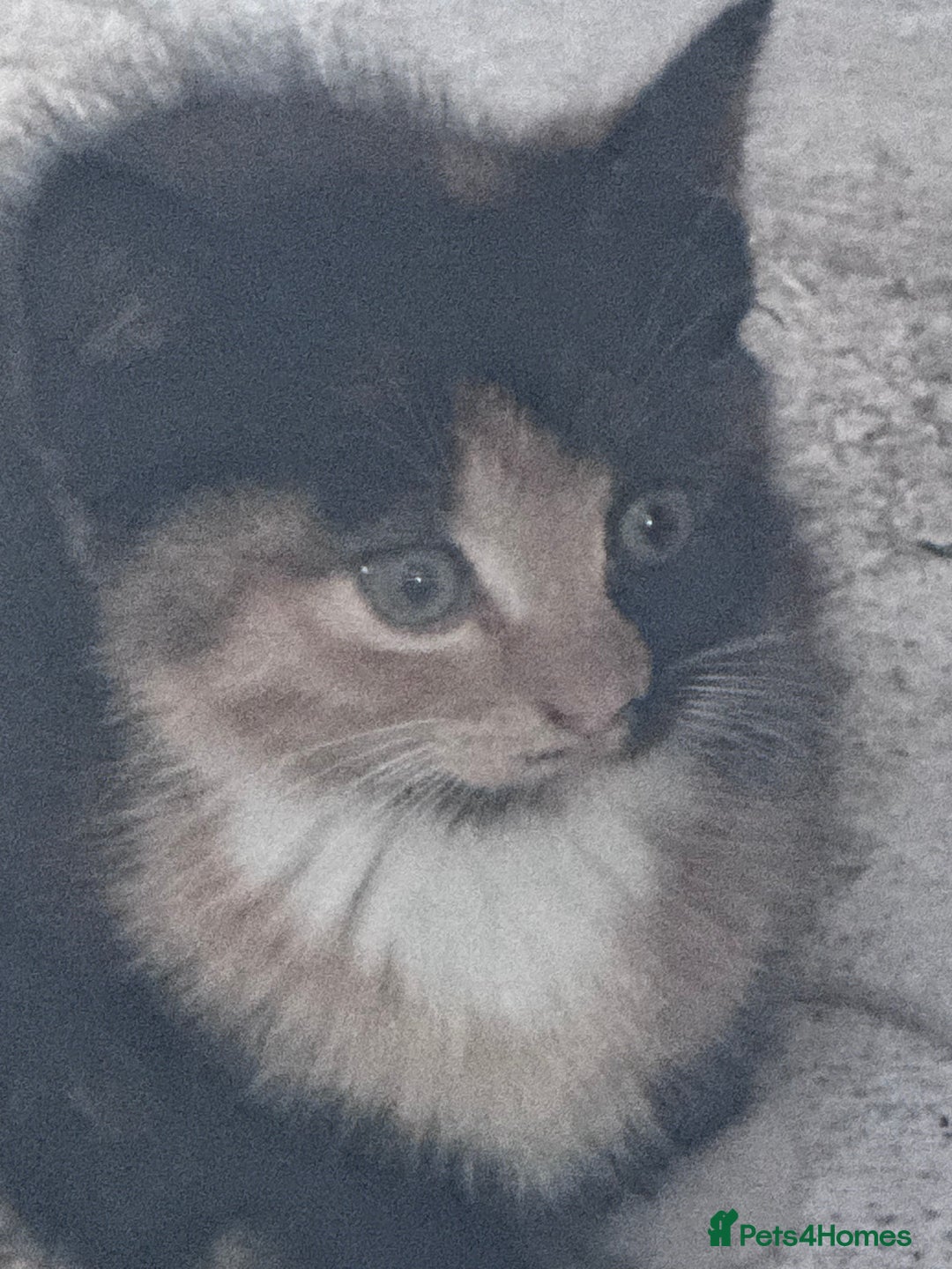 Mixed Breed cats for sale: cute kittens  - Image 14