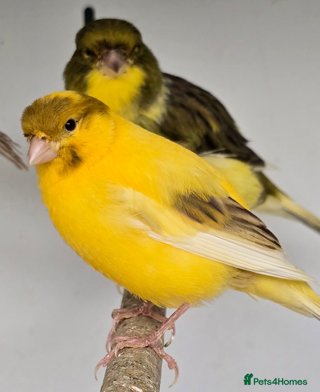 Canaries birds for sale: Gorgeous cute canaries available now!!! - Advert 2