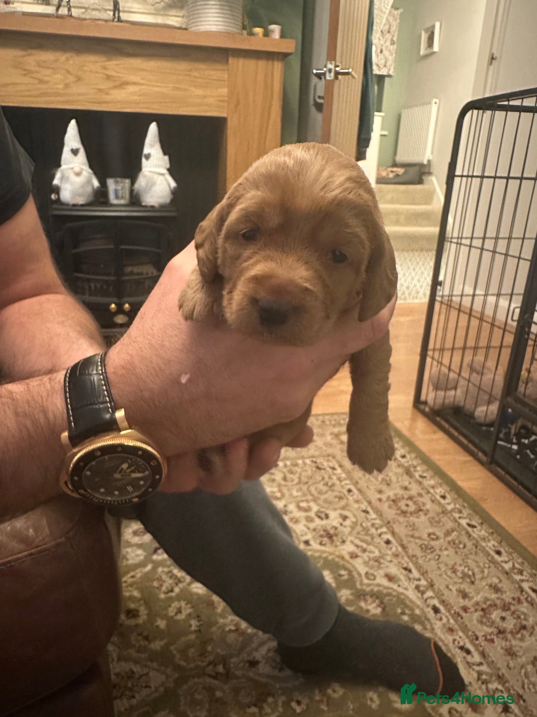 Labradoodle dogs for sale: Miniature F1 Labradoodles  - Advert 13