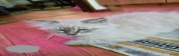 Siberian cats for sale: Beautiful Siberian kittens - Advert 11
