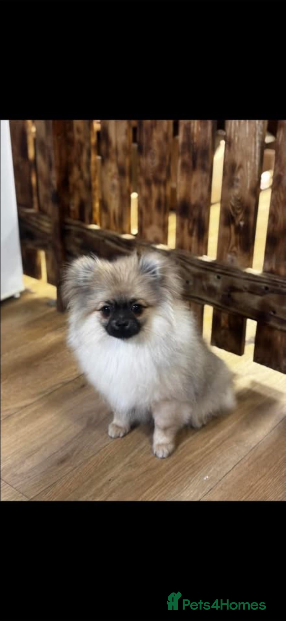 Pomchi dogs 10 month male Pomchy  - Advert 9