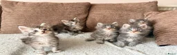 Maine Coon cats for sale: Tica registered mainecoon kittens ready to view - Advert 5