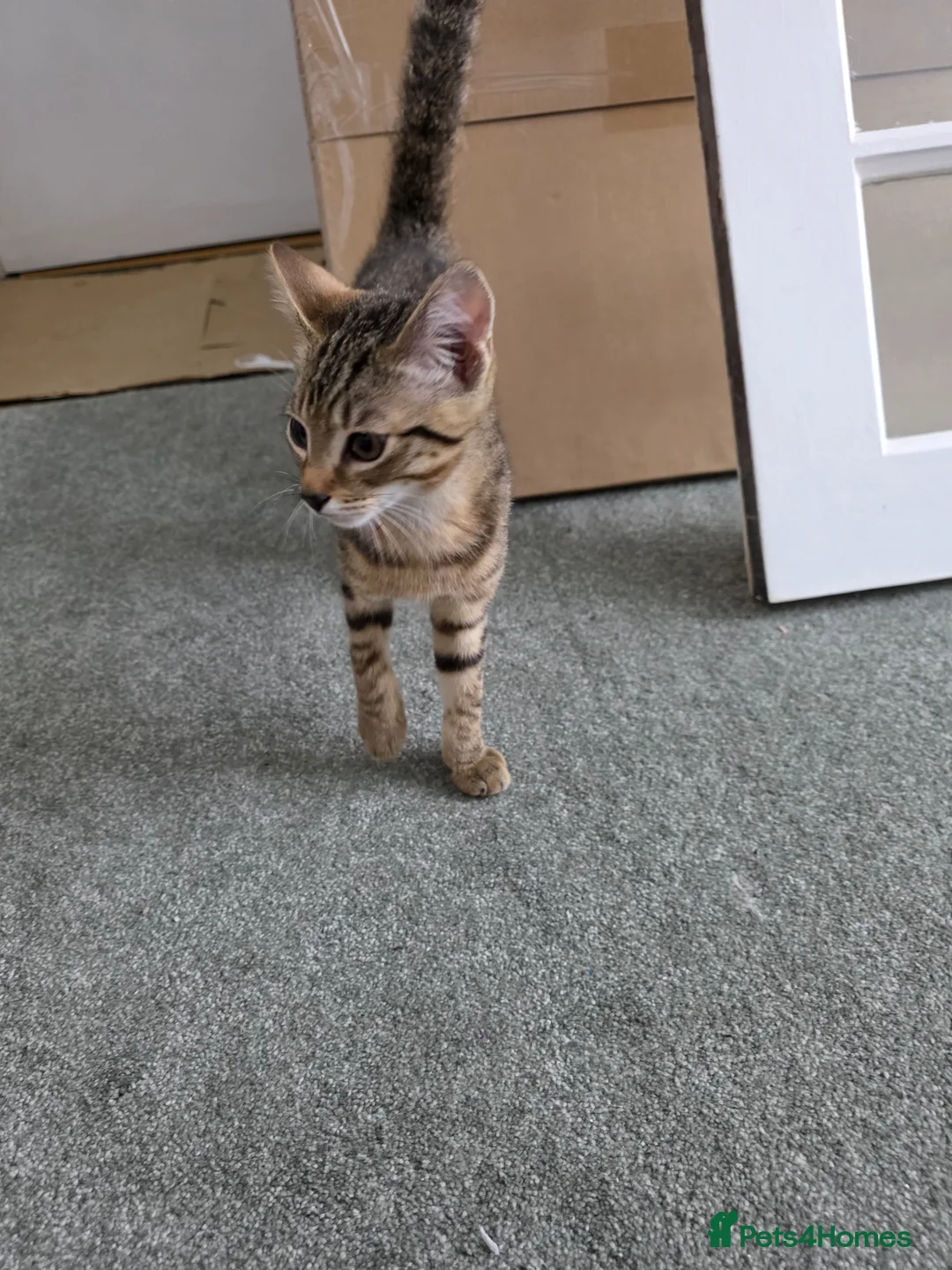 Bengal cats for sale: Cross Bengal Kitten in Bootle - Advert 2