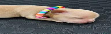 Rainbow Collar Girl