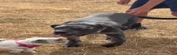 Cane Corso dogs for sale: Carma  - Advert 7