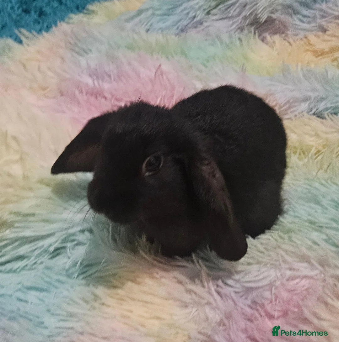 Mini Lop rabbits for sale: Baby Lop rabbit for sale to loving home - Advert 1