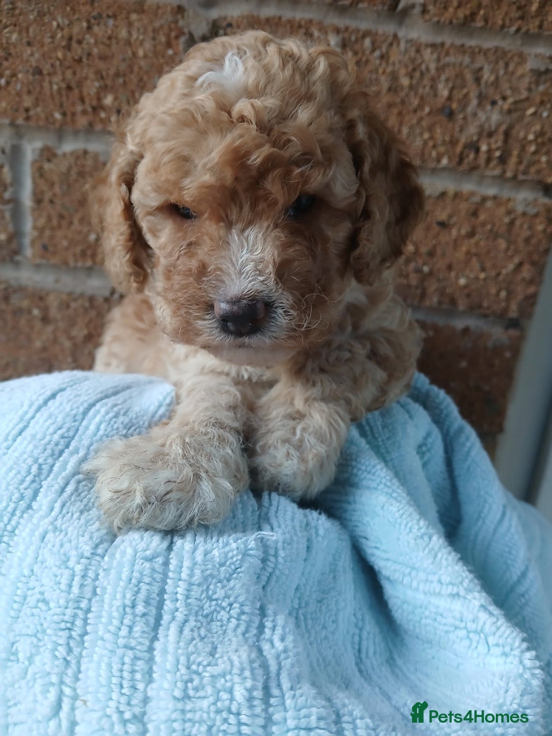 Cockapoo dogs for sale: READY NOW 5* F2B Apricot Merle Cockapoos - Image 12